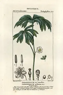 Cara: Mayapple, Podophyllum peltatum