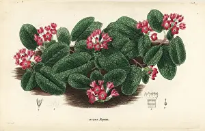 Rubicunda: Mayflower or trailing arbutus, Epigaea repens