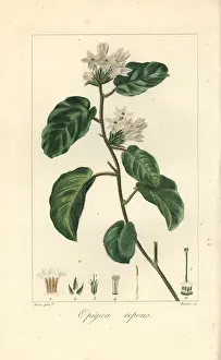 Bessa: Mayflower or trailing arbutus, Epigaea repens
