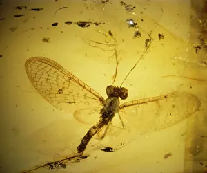 Translucent: Mayfly in Baltic amber