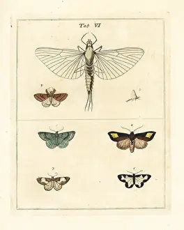 Dragonflies: Mayfly magnified, with various moths