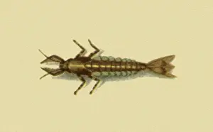 Atherton: Mayfly Nymph