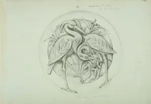 Antler: Mazama canepestris guaszuti