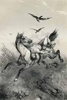 Mazeppa: MAZEPPA ON HORSE 17C