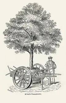 Mcnab: McNab's tree transplanter, as used in Edinburgh
