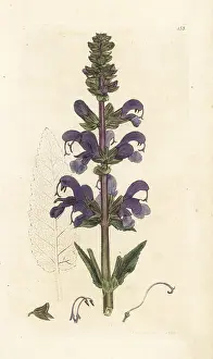 Salvia: Meadow clary, Salvia pratensis