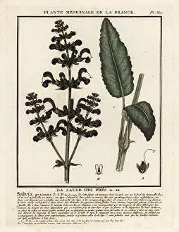 Gargle: Meadow clary, Salvia pratensis