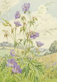 Cranesbill: Meadow Cranesbill growing in a landscape