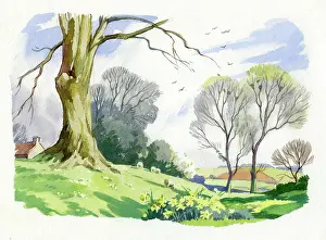 Sherwin: Meadow with daffodils