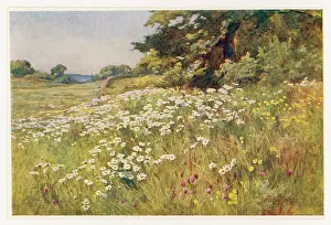 Clump: MEADOW WITH DAISIES