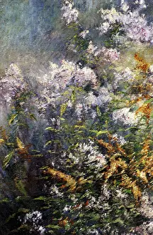 Blooms: Meadow Flowers