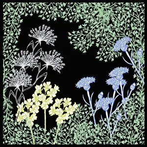 Primroses: Meadow flowers