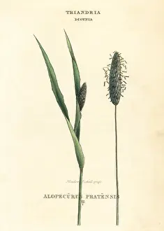 Pratensis: Meadow foxtail grass, Alopecurus pratensis