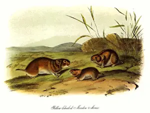 Mice: Meadow Mice