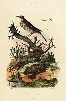 Pipa: Meadow pipit and Suriname toad