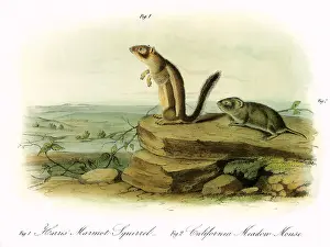 Audubon: Meadow Rodents