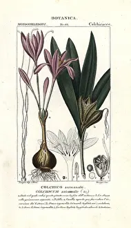Autumnale: Meadow saffron, Colchicum autumnale