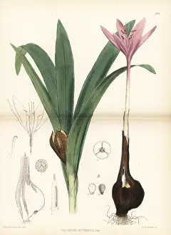 Autumnale: Meadow saffron, Colchicum autumnale