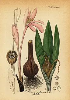 Artus: Meadow saffron, Colchicum autumnale