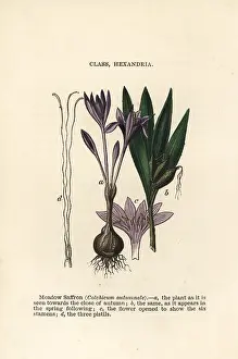 Autumnale: Meadow saffron, Colchicum autumnale