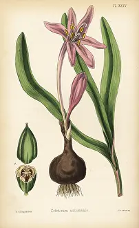 Tuber: Meadow saffron, Colchicum autumnale