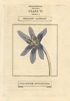 Autumnale: Meadow saffron, Colchicum autumnale