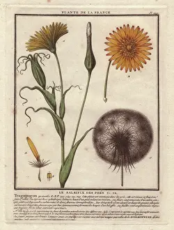 Pratensis: Meadow Salsify, Tragopogon pratensis