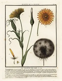 Salsify: Meadow salsify, Tragopogon pratensis