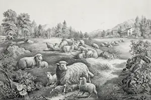 C1867: The meadow in springtime: the twin lambs