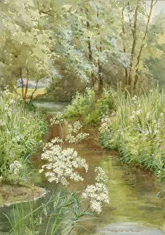 Settings: Meadow-sweet (Spiraea Ulmaria) in river setting