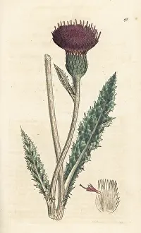 Pratensis: Meadow thistle, Cirsium dissectum