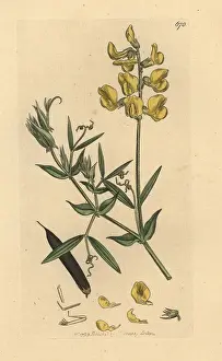 Pratensis: Meadow vetchling, Lathyrus pratensis