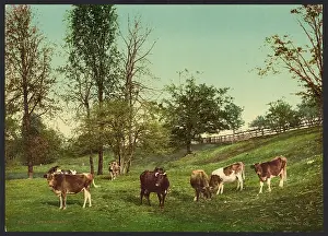 C1902: Meadowland
