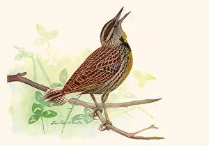 Agassiz: Meadowlark