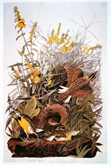 Meadowlark: Meadowlark - Bird - Animal - Nature