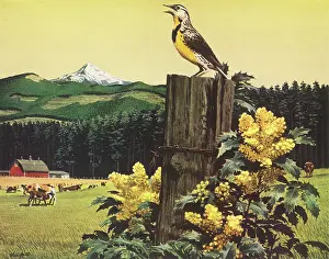 Perching: Meadowlark in Valley