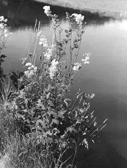 Useless: MEADOWSWEET
