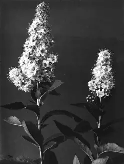 Useless: MEADOWSWEET