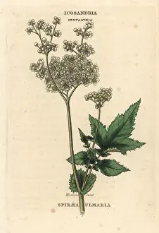 Duppa: Meadowsweet, Filipendula ulmaria