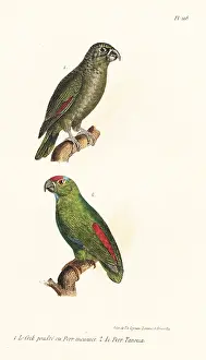 Mealy: Mealy amazon and festive amazon