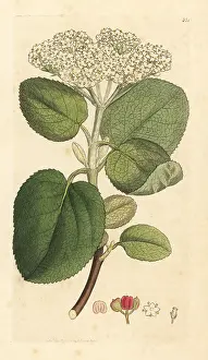 Mealy: Mealy guelder rose or wayfaring tree, Viburnum lantana