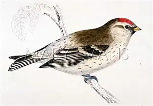 Mealy: MEALY REDPOLE (MORRIS)
