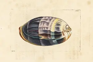 Cowrie: Measled cowrie, Macrocypraea zebra