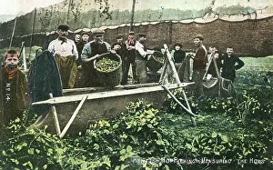 Measured: MEASURING HOP YIELD