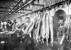 Halves: Meat in a cold room, 1917