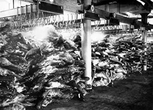 Cooled: Meat in a cold room in Berlin, 1916