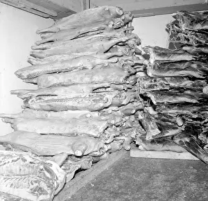 Freezer: Meat freezer