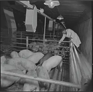 Monitored: Meat processing plant in Tesnovice, caretaker