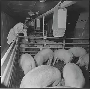 Monitored: Meat processing plant in Tesnovice, caretaker