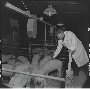 Monitored: Meat processing plant in Tesnovice, caretaker